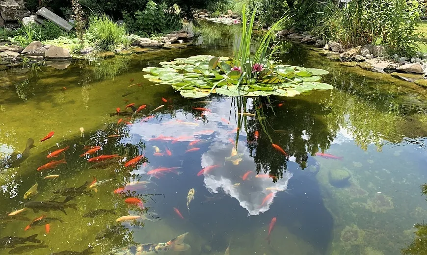 Záhradné jazierko pre ryby s čistou vodou a prírodným dizajnom