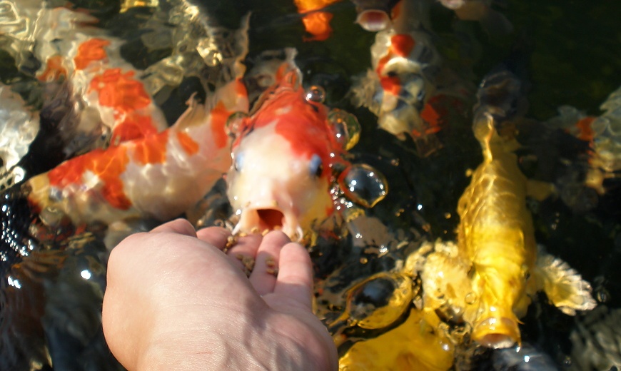 Moderné okrasné jazierko bez rýb ako dizajnový prvok v záhrade