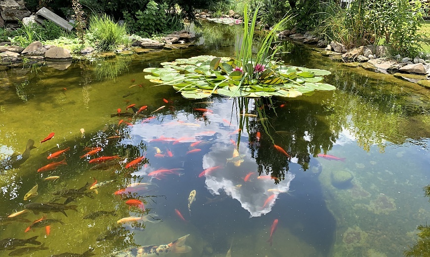 Moderné okrasné jazierko bez rýb ako dizajnový prvok v záhrade